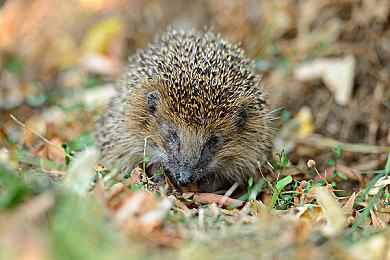 《刺客信条：黑旗》重制版再添新证据 Steam后台更新